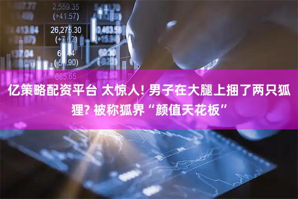 亿策略配资平台 太惊人! 男子在大腿上捆了两只狐狸? 被称狐界“颜值天花板”